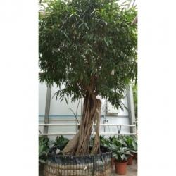 Ficus Maclellandii 'alii' - Jungle Boom 515-525cm art35110