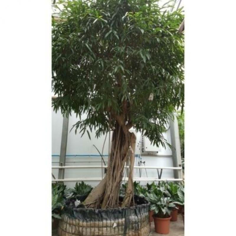Ficus Maclellandii 'alii' - Jungle Boom 515-525cm art35110