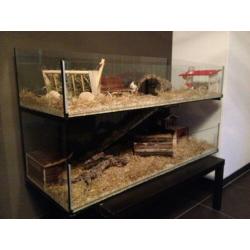 Glazen Cavia hok, flat model, elke maat, LED licht