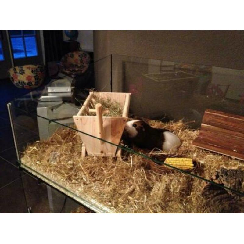 Glazen Cavia hok, flat model, elke maat, LED licht