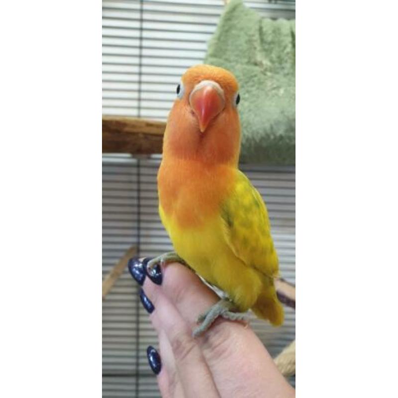 Agapornis baby's handtam diverse kleuren