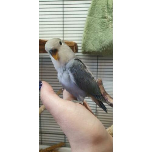 Agapornis baby's handtam diverse kleuren