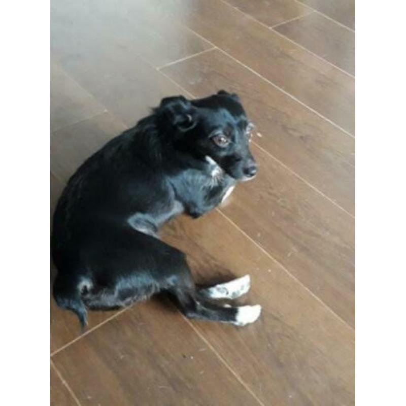 Animal in need: Noeki, nu in NL te bezoeken!