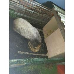 Hele lieve varken te koop.