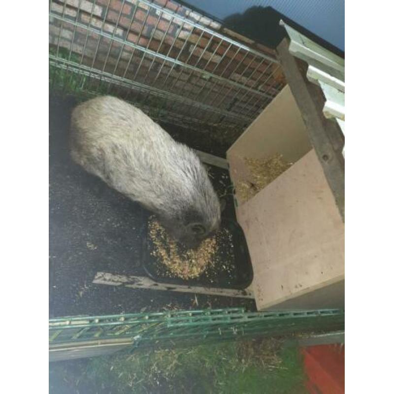 Hele lieve varken te koop.