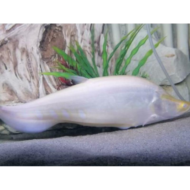 ?? Albino Mesvis 35CM Knifefish /cichla/arowana/potamotrygon