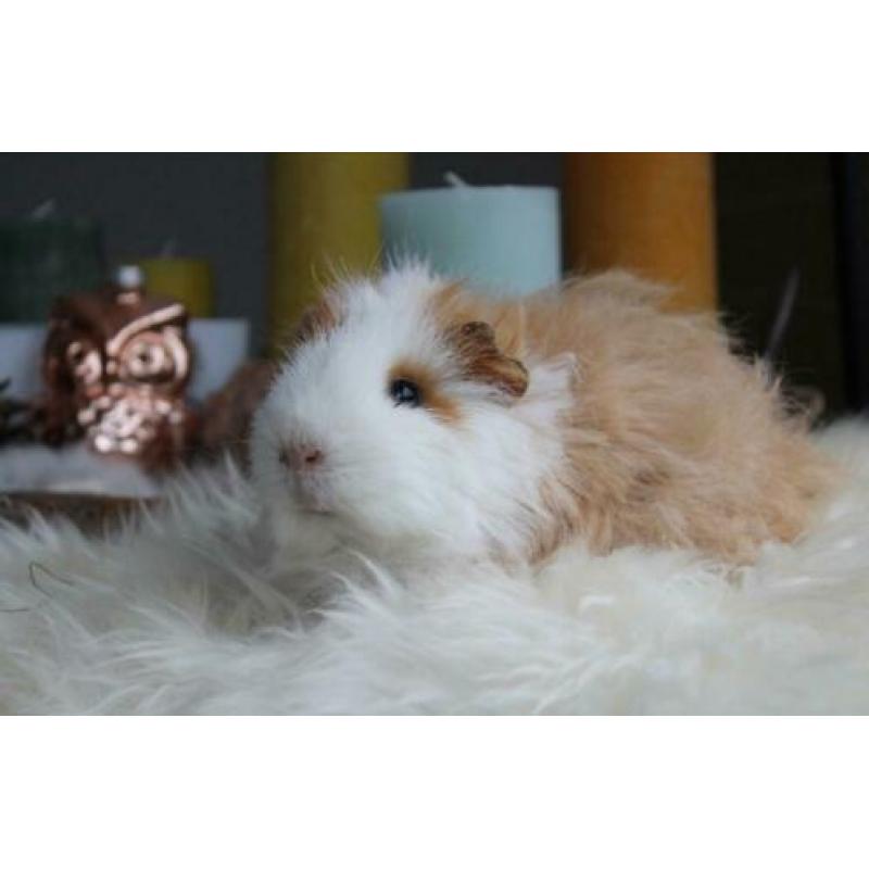 Cavia zeugjes verschillende leeftijden