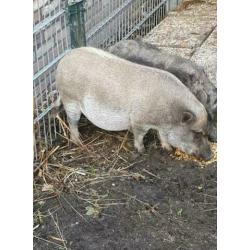 Hele lieve varken te koop.