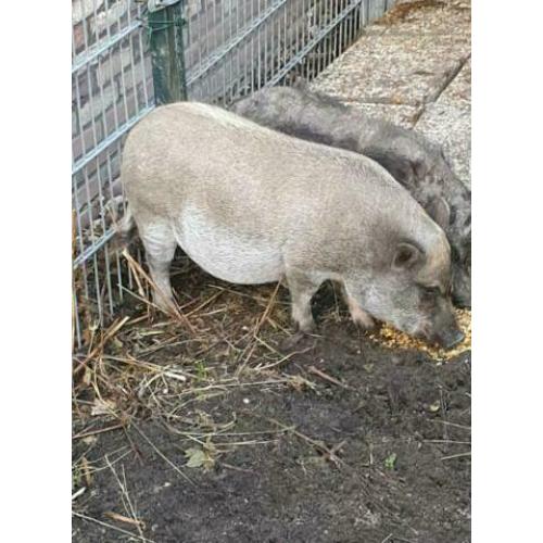 Hele lieve varken te koop.
