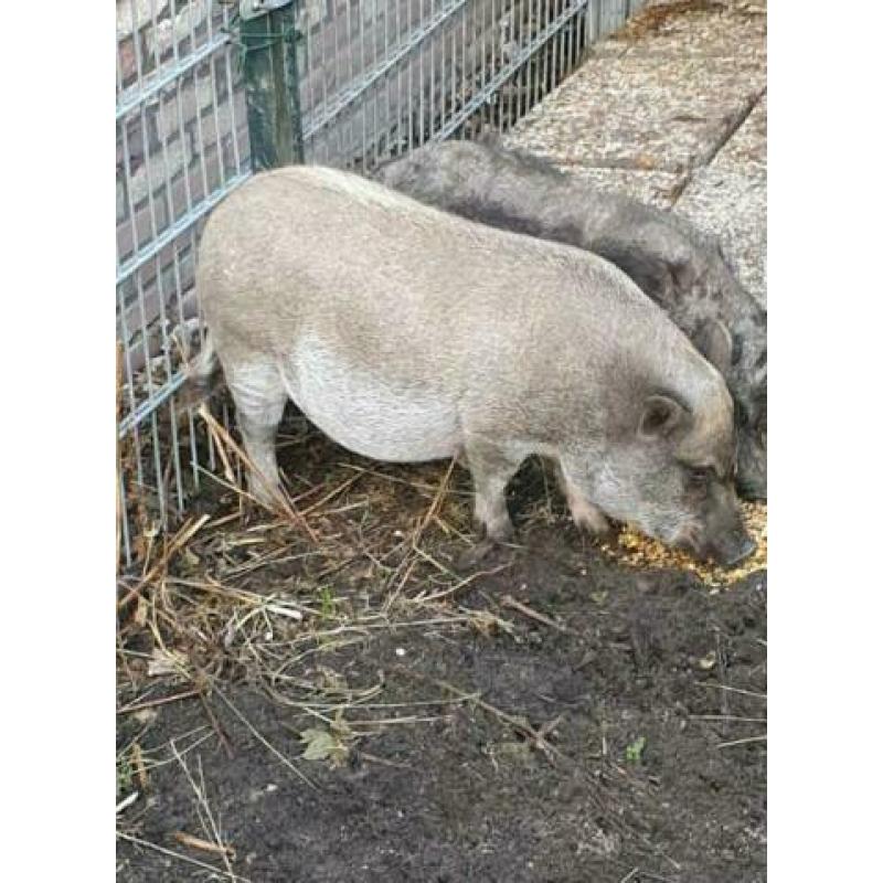 Hele lieve varken te koop.