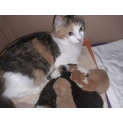 Mooie kittens mix boskat