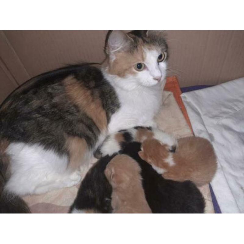 Mooie kittens mix boskat