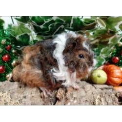 Cavia zeugjes verschillende leeftijden