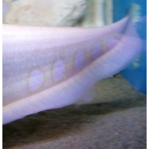 ?? Albino Mesvis 35CM Knifefish /cichla/arowana/potamotrygon