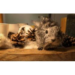 Cavia zeugjes verschillende leeftijden