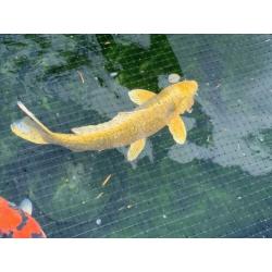 Yamabuki Ogon 40 cm