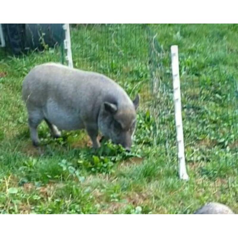 Hele lieve varken te koop.