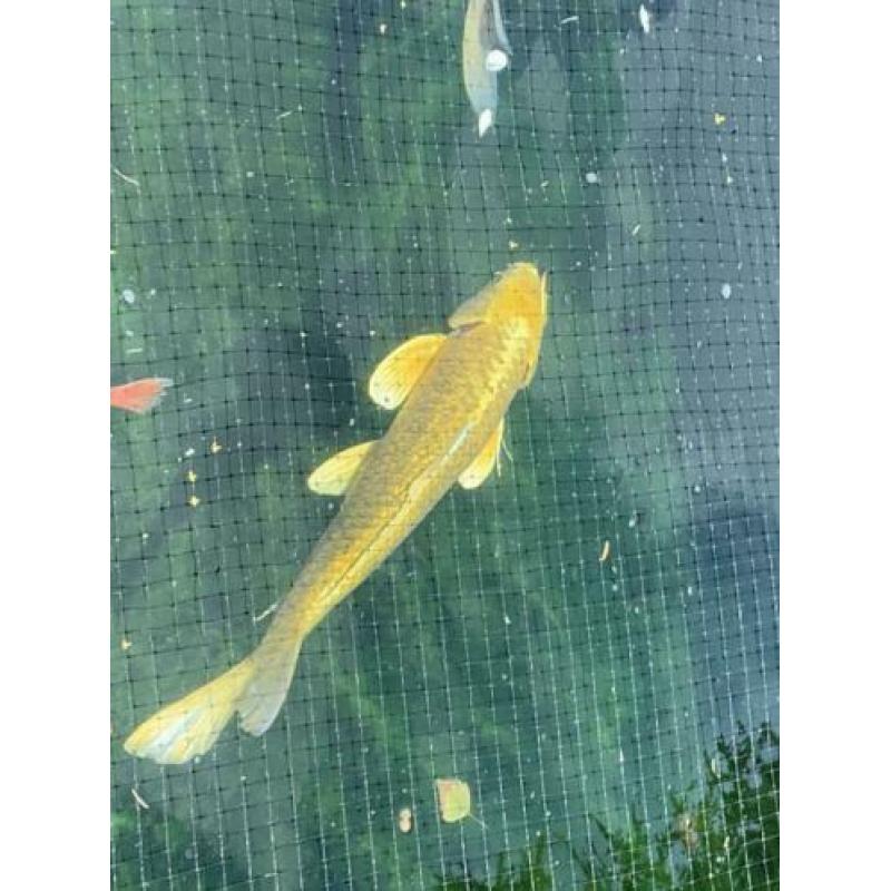 Yamabuki Ogon 40 cm