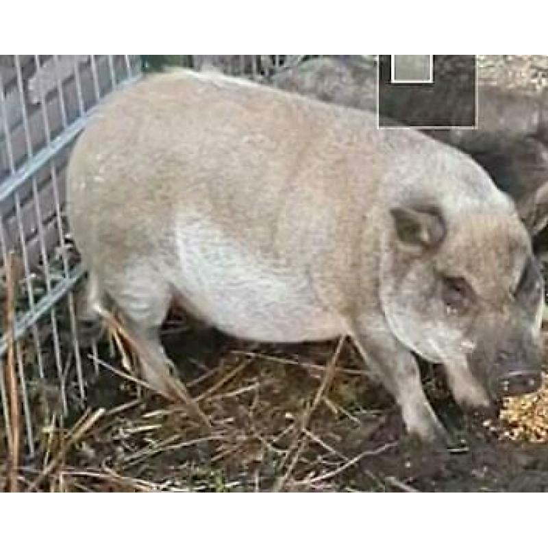 Hele lieve varken te koop.