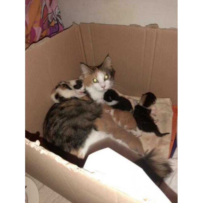 Mooie kittens mix boskat
