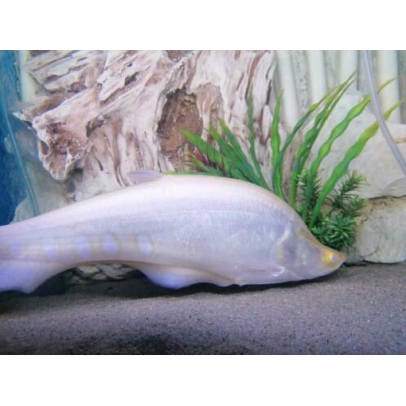 ?? Albino Mesvis 35CM Knifefish /cichla/arowana/potamotrygon