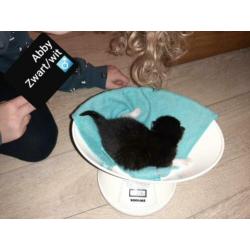 Mooie kittens mix boskat