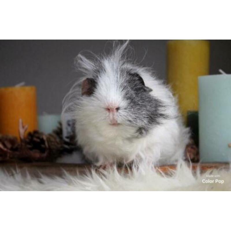 Cavia zeugjes verschillende leeftijden