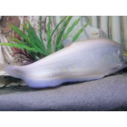 ?? Albino Mesvis 35CM Knifefish /cichla/arowana/potamotrygon
