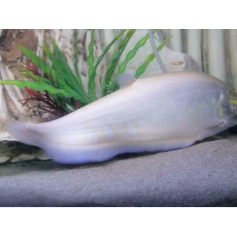 ?? Albino Mesvis 35CM Knifefish /cichla/arowana/potamotrygon