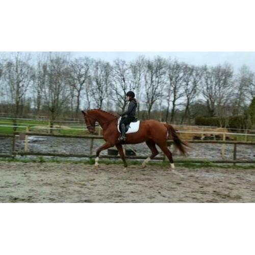 Een super lief groot KWPN-paard!