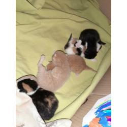 Mooie kittens mix boskat