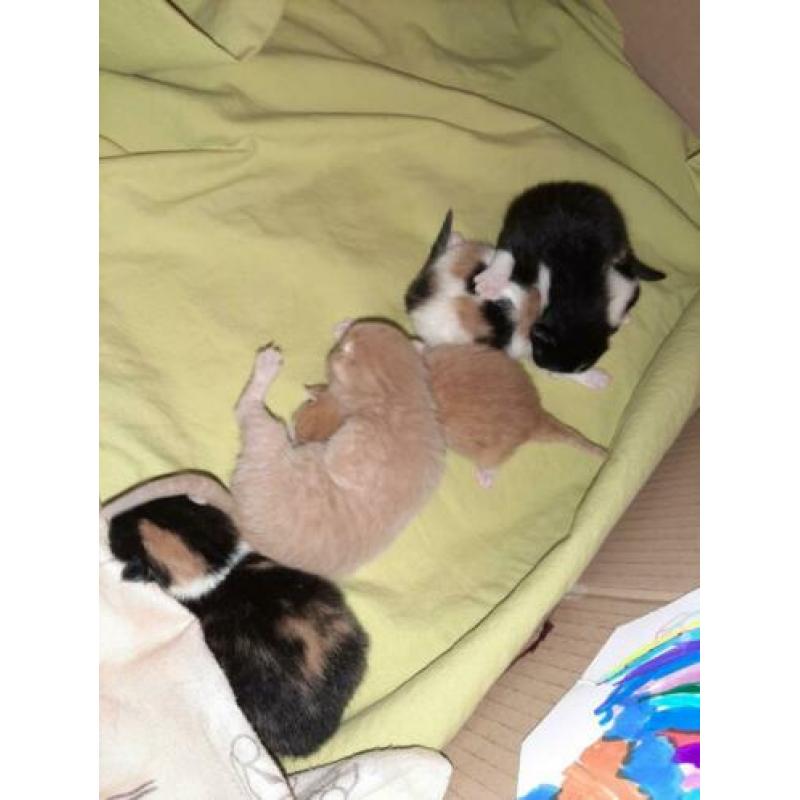 Mooie kittens mix boskat