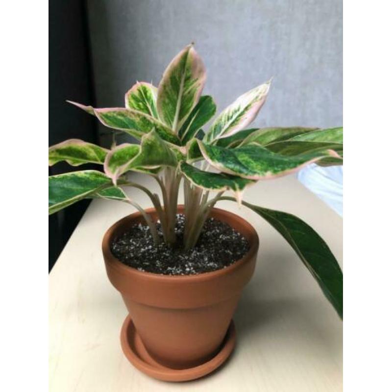 Aglaonema Siam Aurora