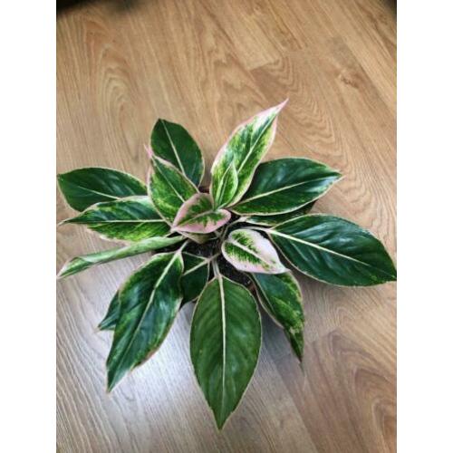 Aglaonema Siam Aurora