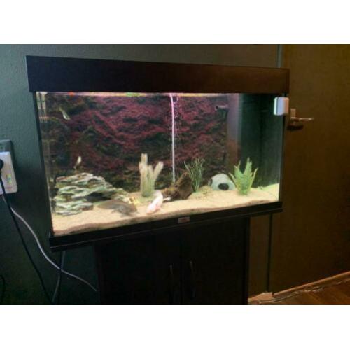 2 Axolotl's inclusief Juwel 125 LED Aquarium