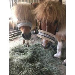 MET SPOED GEZOCHT: Een nieuw thuis voor lieve merrie en ruin