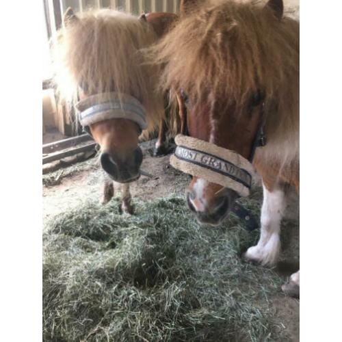 MET SPOED GEZOCHT: Een nieuw thuis voor lieve merrie en ruin