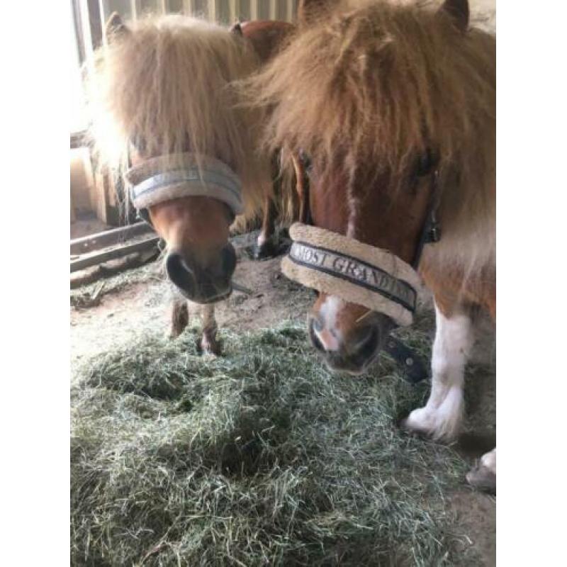 MET SPOED GEZOCHT: Een nieuw thuis voor lieve merrie en ruin