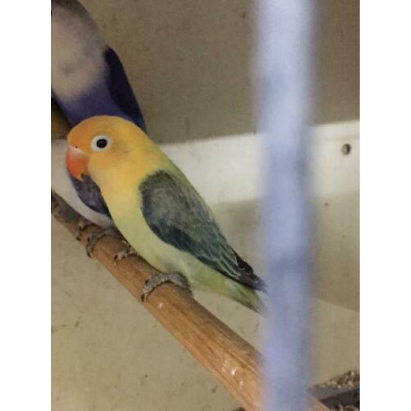 Turquoise euwing opaline/ fischeri yellowface euwing opaline