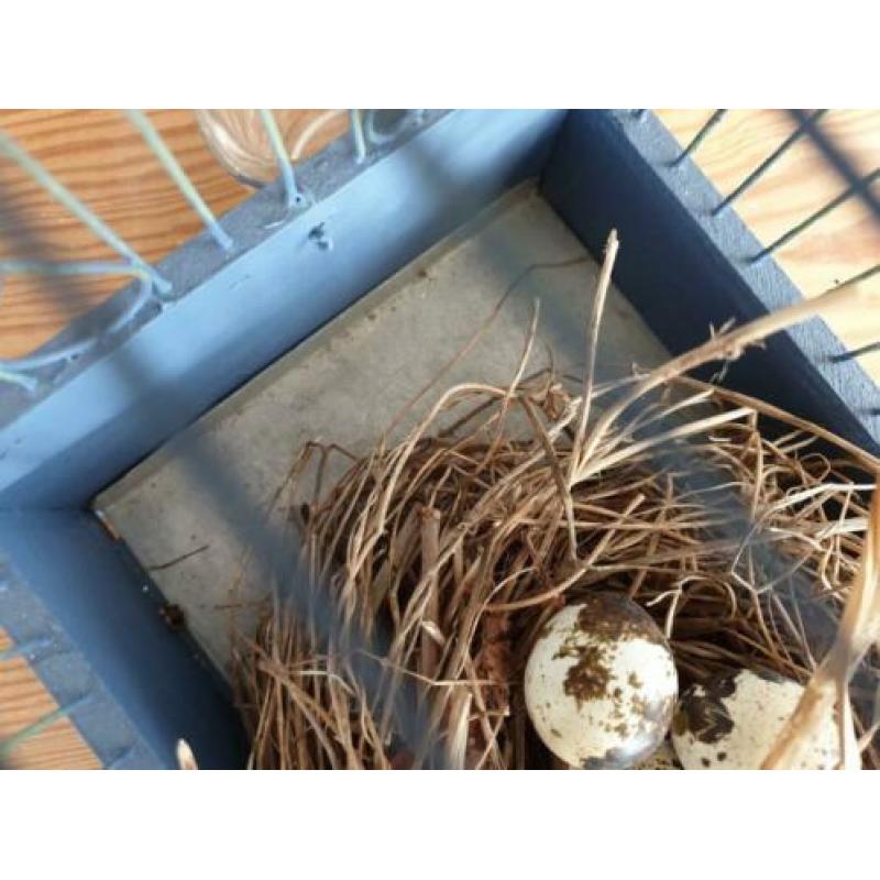 Kijk eens naar het vogel ~ kooitje
