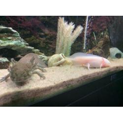 2 Axolotl's inclusief Juwel 125 LED Aquarium