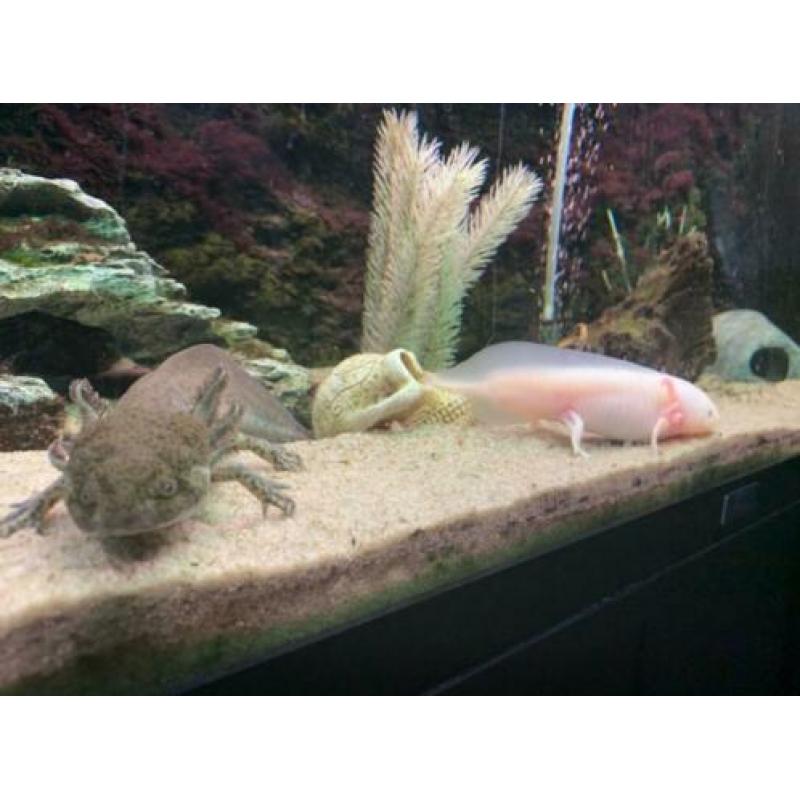 2 Axolotl's inclusief Juwel 125 LED Aquarium