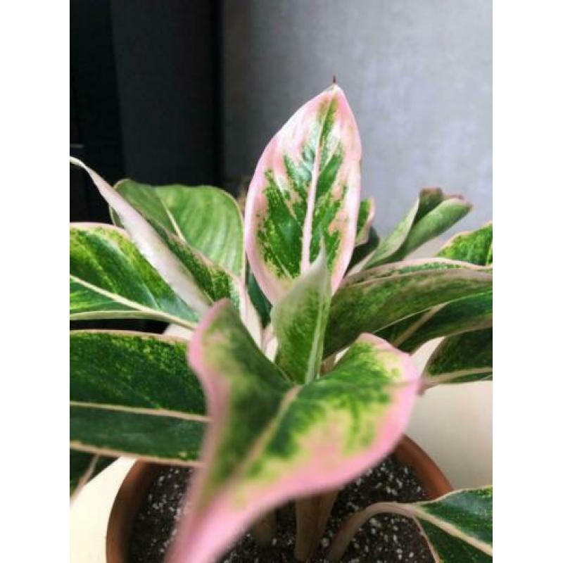 Aglaonema Siam Aurora