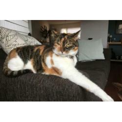 Twee zusjes zoeken nieuw huis (katten poezen poes)
