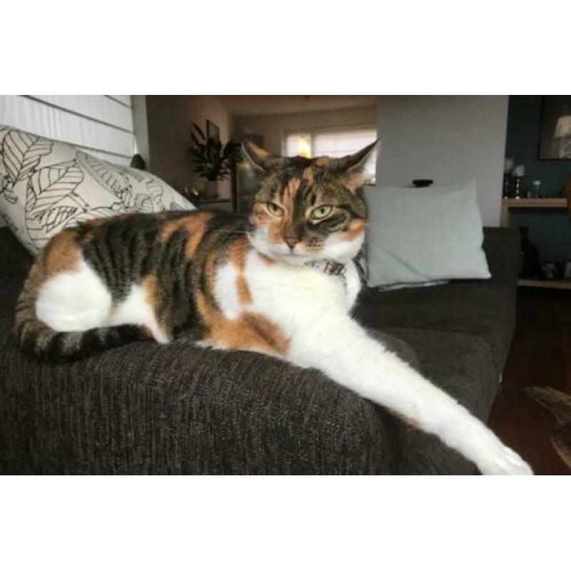 Twee zusjes zoeken nieuw huis (katten poezen poes)