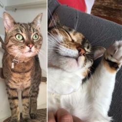 Twee zusjes zoeken nieuw huis (katten poezen poes)