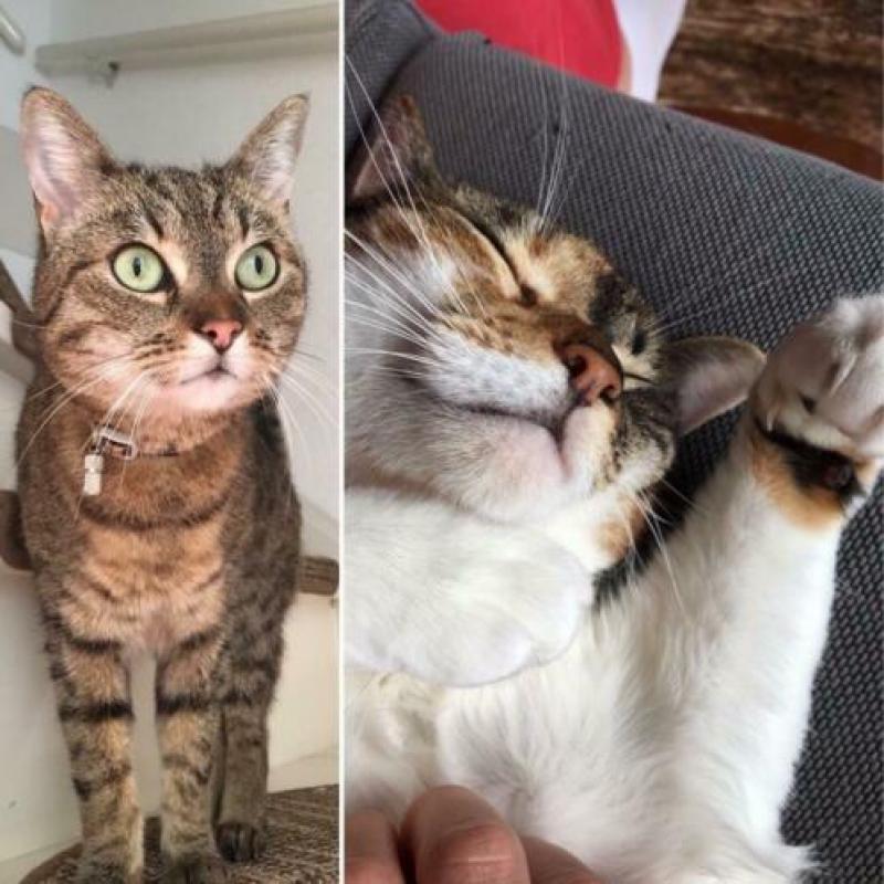 Twee zusjes zoeken nieuw huis (katten poezen poes)