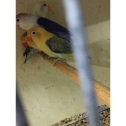 Turquoise euwing opaline/ fischeri yellowface euwing opaline