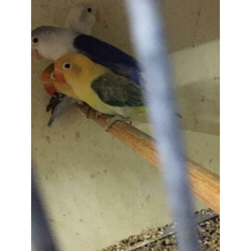 Turquoise euwing opaline/ fischeri yellowface euwing opaline