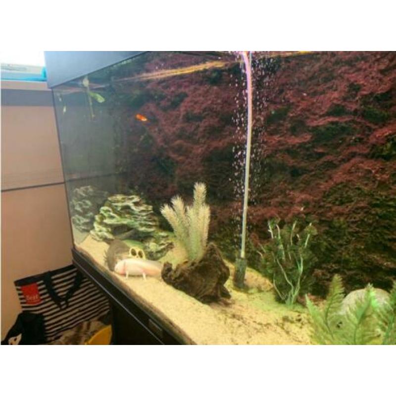 2 Axolotl's inclusief Juwel 125 LED Aquarium